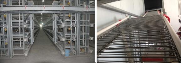 Layer Farm Equipment Cage System (H frame)