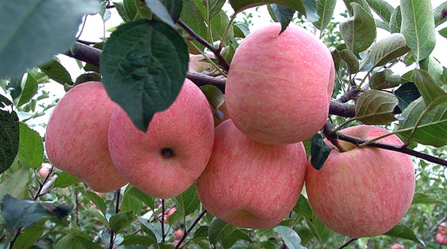 2016 New Crop Fresh Red FUJI Apple Packed by Carton