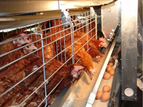 Plastic Slat and Support for Chicken Broiler From Super Herdsman