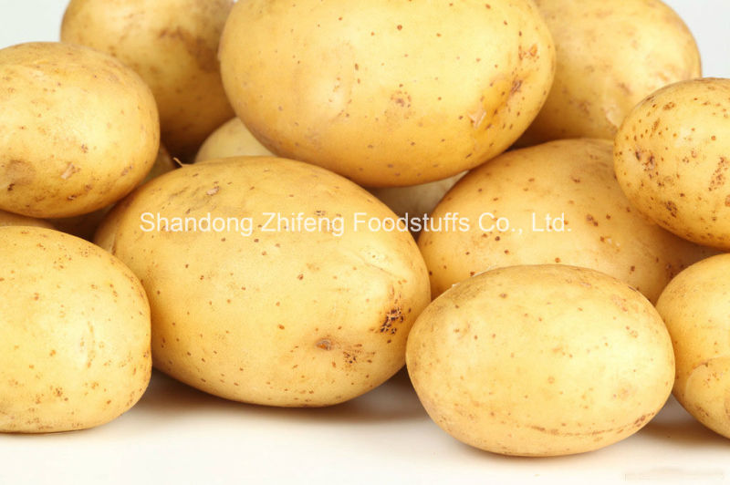 Fresh Potato with Competetive Price