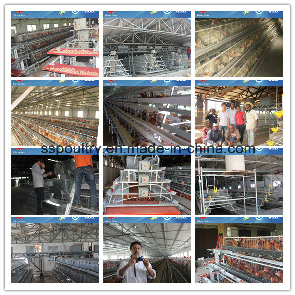 Fully Automatic Battery Chicken Broiler Cage