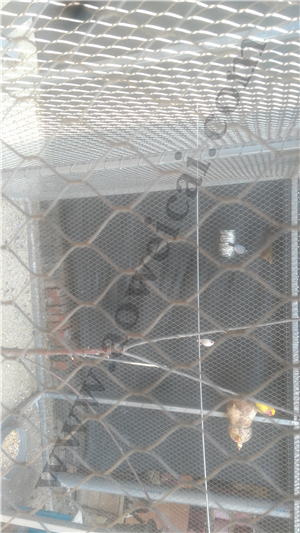 Bird Netting Stainless Steel Rope Mesh