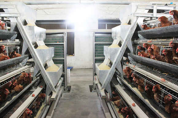 Cage Breeding for Broiler in Poultry House From Super Herdsman