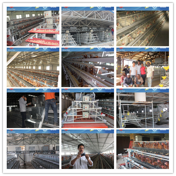 Poultry Automatic Egg Chicken Cages