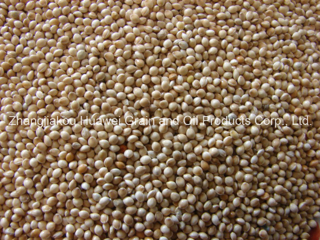 White Broomcorn Millet