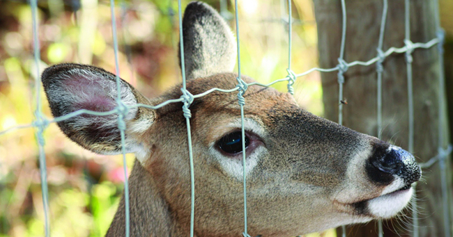 Fixed Knot Deer Fence / Grassland Wire Fencing / Livestock Netting