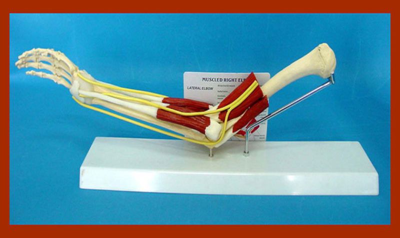 Hot Sale Elbow Joint with Functional Muscles Model