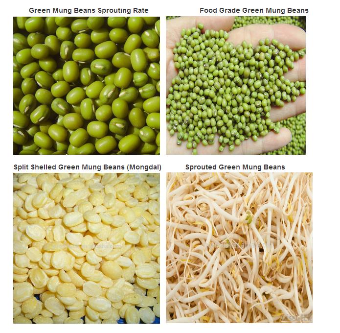 Common Cultivation Green Mung Beans for Sprouting