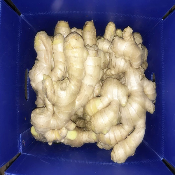 2016 Crop Air Dried Ginger for MID East Market