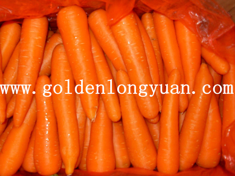 Fresh Carrot Hot Sale From China