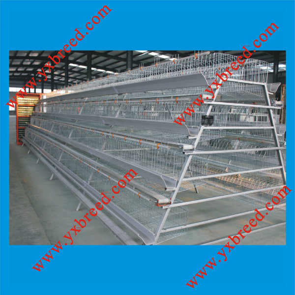 Automatic Poultry Cage for Chicken Feeding