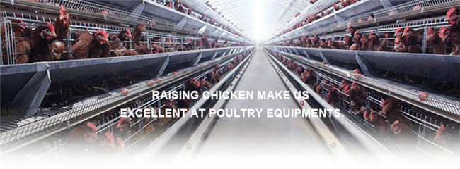 4 Tiers Automatic Manure Removing Battery Cages for Broilers