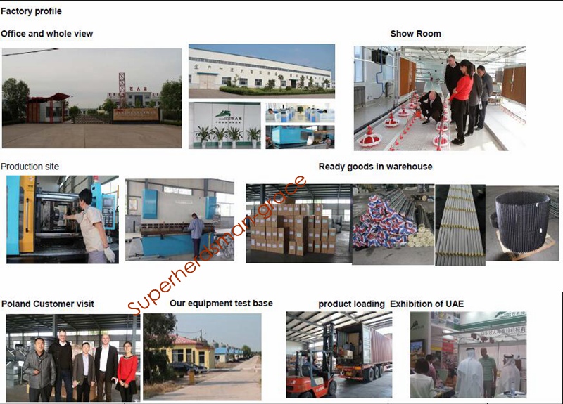 Automaitc Poultry Breeding Equipment for Broiler Production