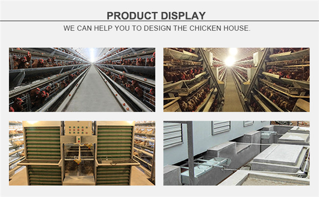 A Type Automatic Hot Dipped Galvanized Poultry Cage for Layer