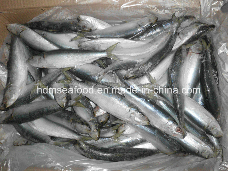 Frozen Sardine Bait Seafood Fish