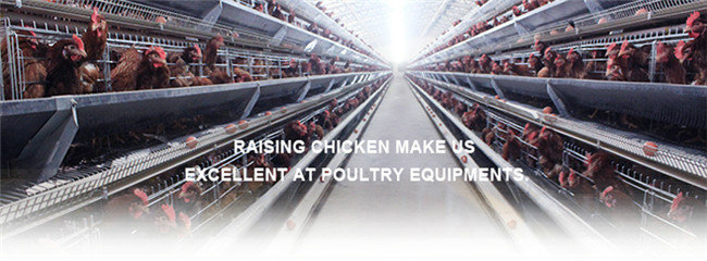 A Type Galvanized Automatic Chicken Farm Equipment For Layer/Hen/Egg Chicken