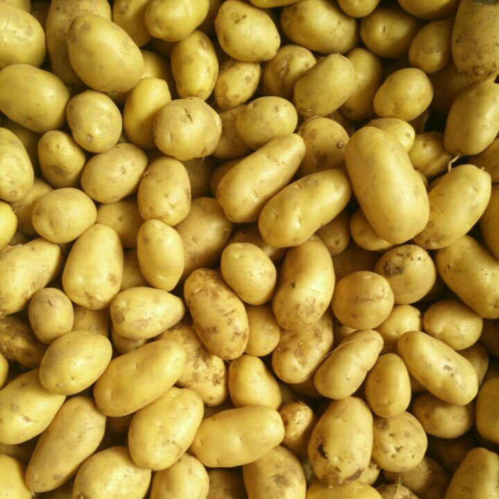 Golden Supplier of Fresh Potato From China