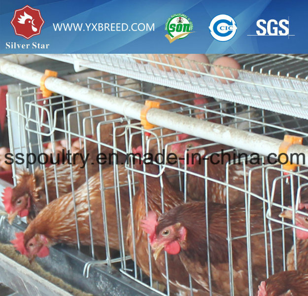 Steel Wire Mesh Brids Cages for Sale in Jordan