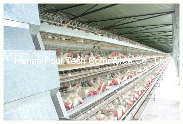 Poultry Farm Layer Cage System