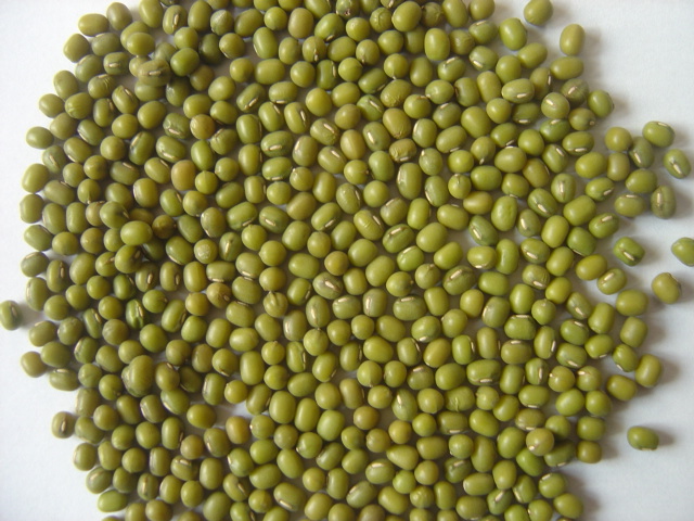 New Crop Good Quality Green Mung Bean