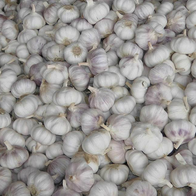 Fresh White Garlic From Factory Directly