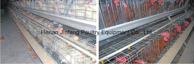 a Type Automatic Chicken Equipment Frame Cage for Farm Use (JFLS0621)