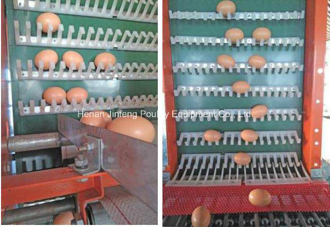 Automatic Egg Collection for Chicken Birds Farm Use