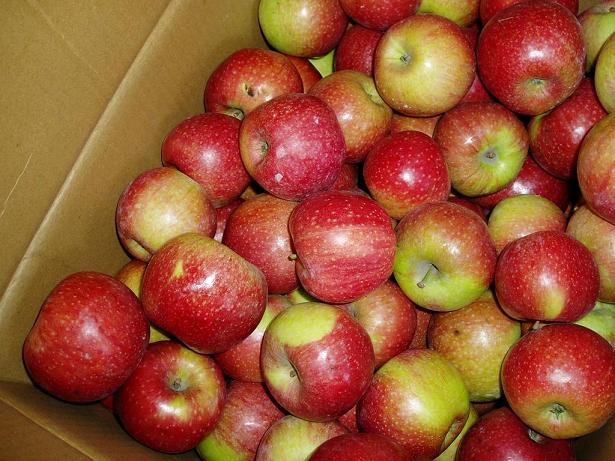 High Quality Carton Packing Chinese Fresh Qinguan Apple