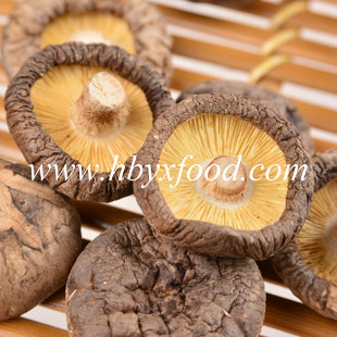 Flesh Smooth Shiitake Mushroom with Different Packing of 5kg or 15kg