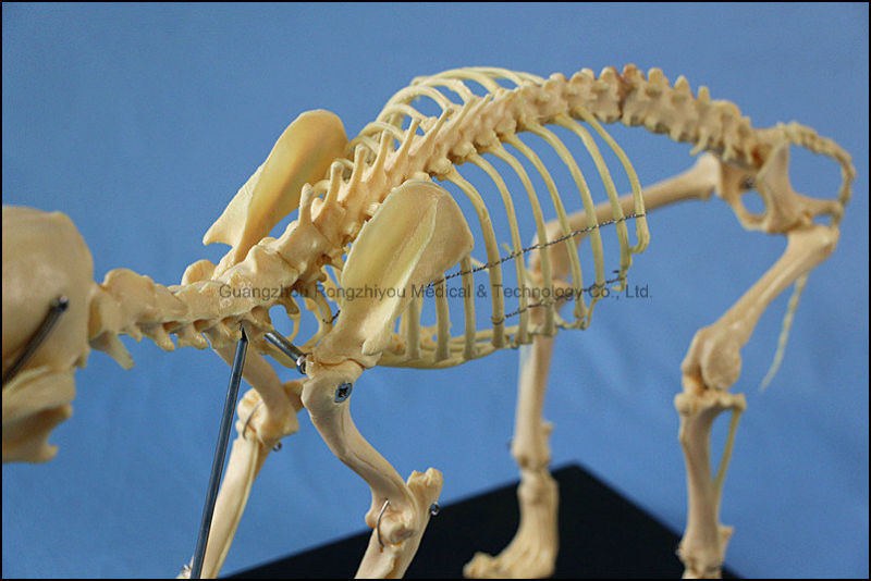 Animal Product Dog Skeleton Model for Sale