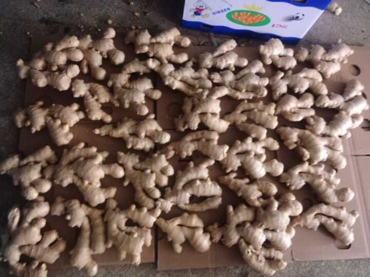 Top Quality of Fresh Air Dry Ginger for Europ