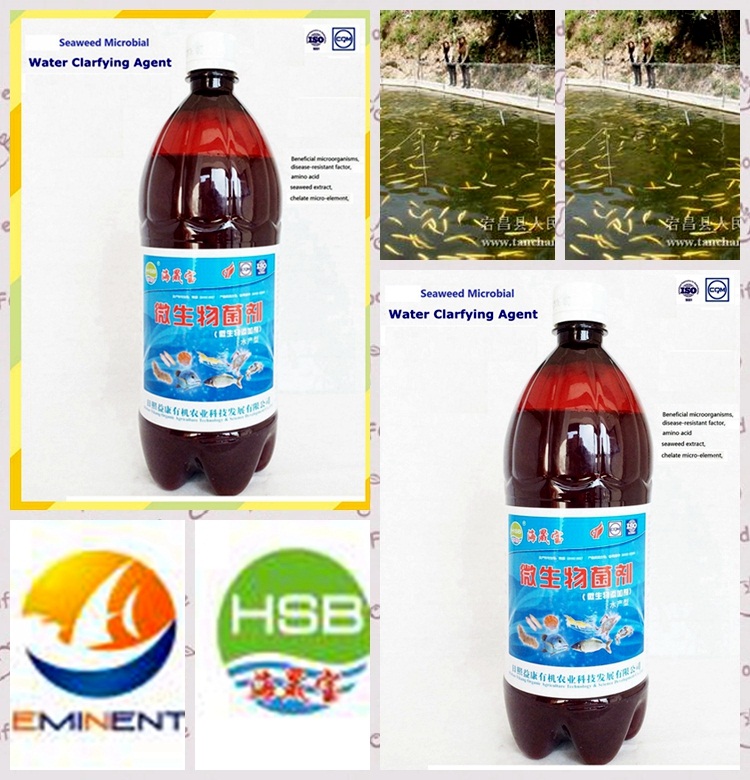 seaweed organic bio preparate for Purifying Aquacultture Field