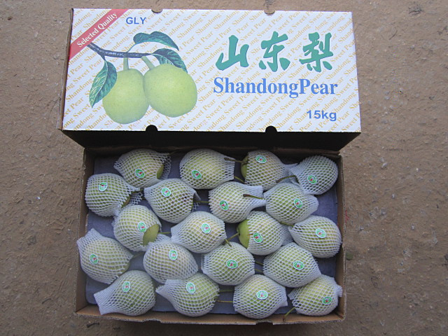 Fresh Shandong Pear New Crop Green Color