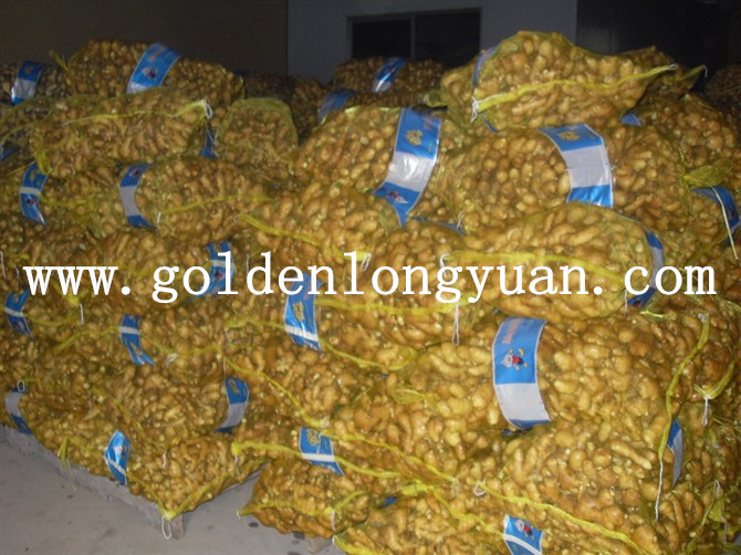 Fresh Ginger Packed in 20kg Mesh Bag for Pakistan Market