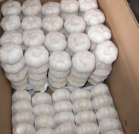 Fresh Normal White Chinese Garlic (4.5CM, 5.0CM, 5.5CM AND UP)