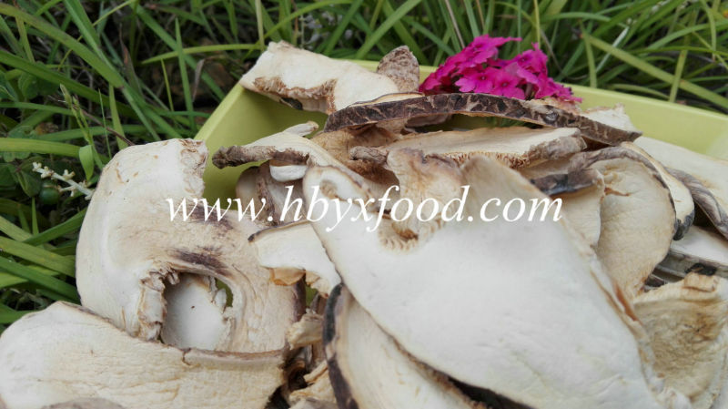 Organic Dried Matsutake Mushroom Slice for Sale