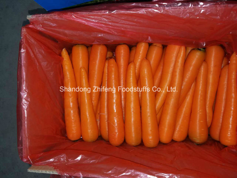 Top Quality Carrot with Competitive Price