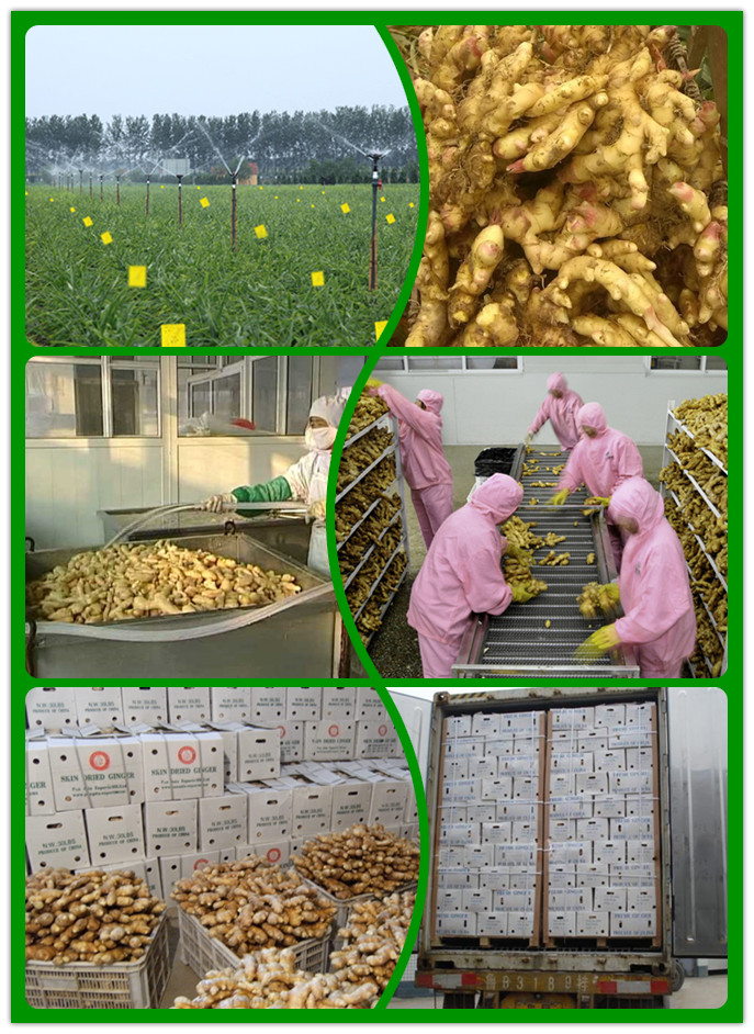 Chinese Fresh Ginger for Export