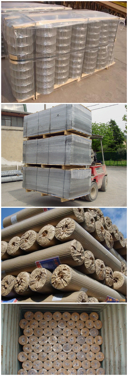 China Manufacturer Galvanized Welded Wire Mesh