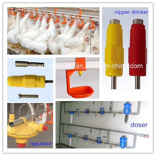 Automatic Poultry Feeders and Drinkers for Chicken Shed
