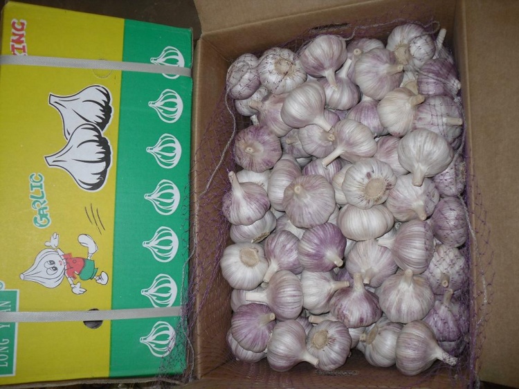 Fresh New Crop Red Garlic for Brazil Market