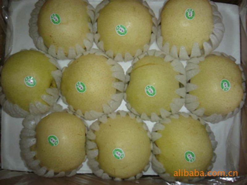 New Crop High Quality Fresh Pear (36/40/44/48/72/80/96/112)