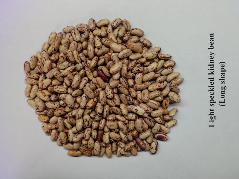 White Kidney Bean with Good Quality