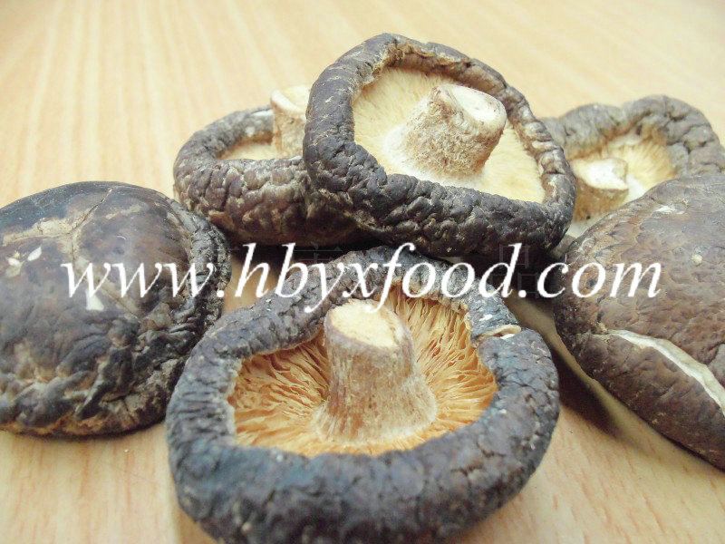 Famous and Good Food Dried Smooth Shiitake Mushroom From China