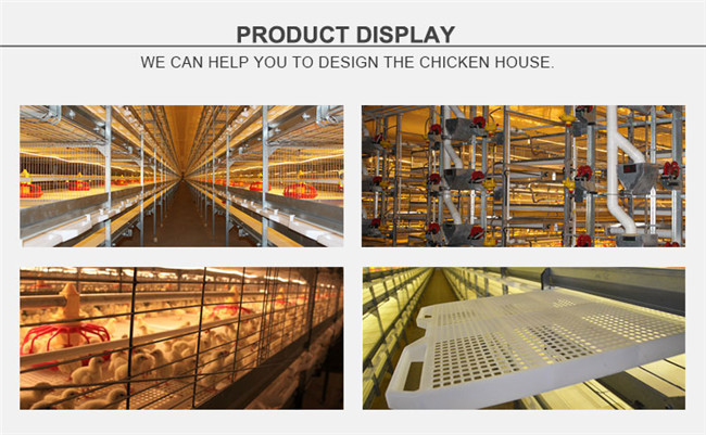 Qingdao Tianrui Automatic H Type Meat Broiler Chicken Cage for Sale