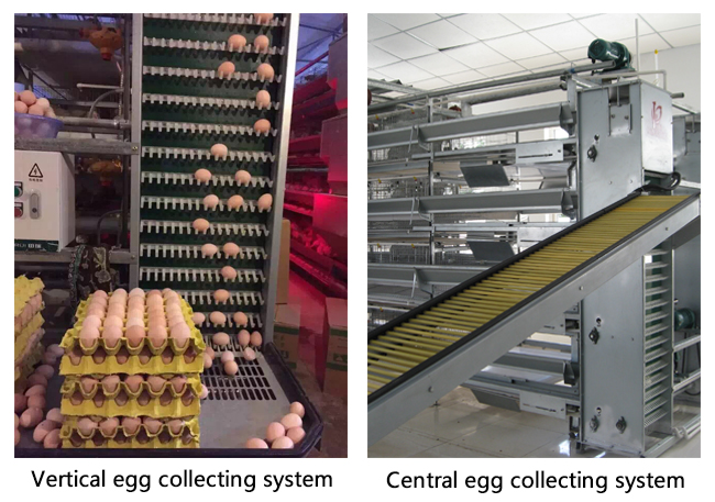 Automatic egg collecting machine for chicken egg poultry farm