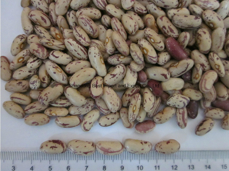 New Crop Long Shape Light Speckled Kidney Beans/Lskb