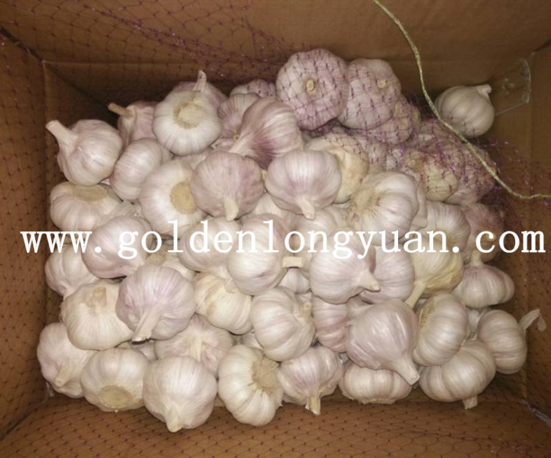 Normal White Garlic Good Quality From Jinxiang