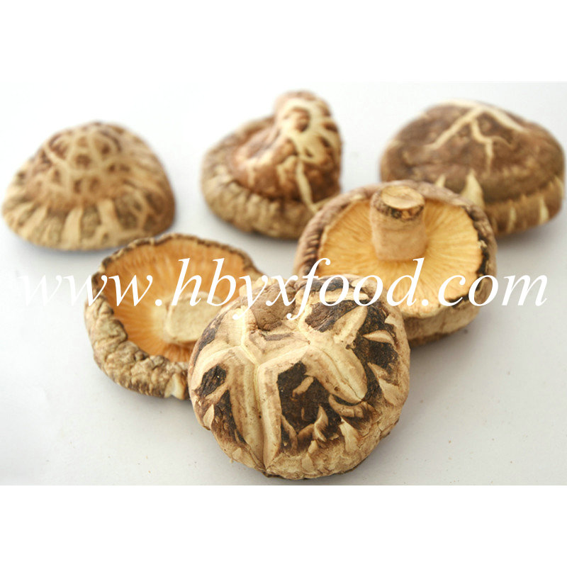 5.5cm up Dried Abnormal Shiitake Mushroom