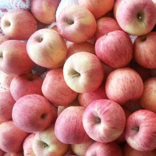 Golden Supplier of Fresh Red Qinguan Apple